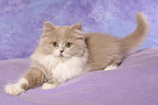 Highlander Kitten