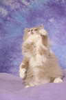 Highlander Kitten