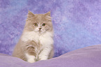 Highlander Kitten