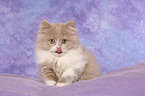 Highlander Kitten