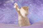 Highlander Kitten