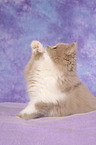 Highlander Kitten