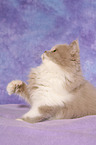 Highlander Kitten