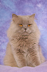sitting Highlander