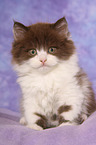 Highlander Kitten
