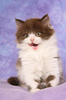 Highlander Kitten