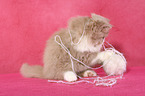 Highlander Kitten