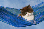 Highlander Kitten