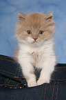 Highlander Kitten