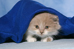 Highlander Kitten