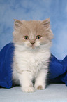 Highlander Kitten