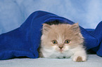 Highlander Kitten