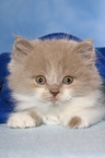 Highlander Kitten