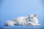 lying Highlander tomcat