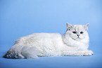 lying Highlander tomcat