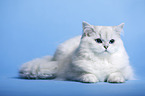 lying Highlander tomcat