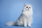 sitting Highlander tomcat