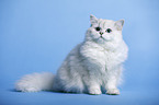 sitting Highlander tomcat