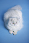 lying Highlander tomcat