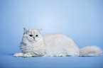lying Highlander tomcat