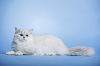 lying Highlander tomcat