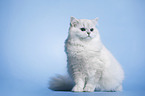 sitting Highlander tomcat