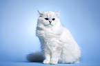 sitting Highlander tomcat