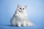 sitting Highlander tomcat
