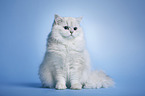 sitting Highlander tomcat