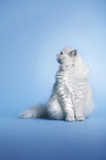 sitting Highlander tomcat