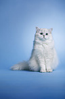 sitting Highlander tomcat