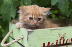 Highlander Kitten