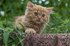 Highlander Kitten