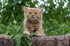 Highlander Kitten