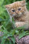 Highlander Kitten