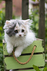 Highlander Kitten