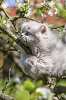 British Longhair Kitten
