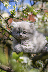 British Longhair Kitten