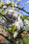 British Longhair Kitten