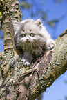 British Longhair Kitten