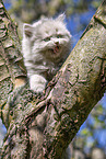 British Longhair Kitten