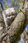 British Longhair Kitten