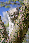 British Longhair Kitten