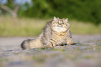 British Longhair