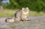 sitting British Longhair
