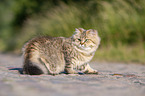 sitanding British Longhair