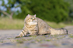 British Longhair