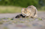 British Longhair