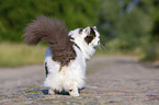 sitanding British Longhair