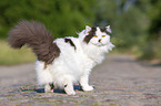 sitanding British Longhair